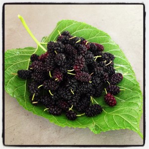 Last harvest of the season. The last mulberries of the season. These will be frozen for a couple weeks, until we get the time to make them into delicious thick jam.